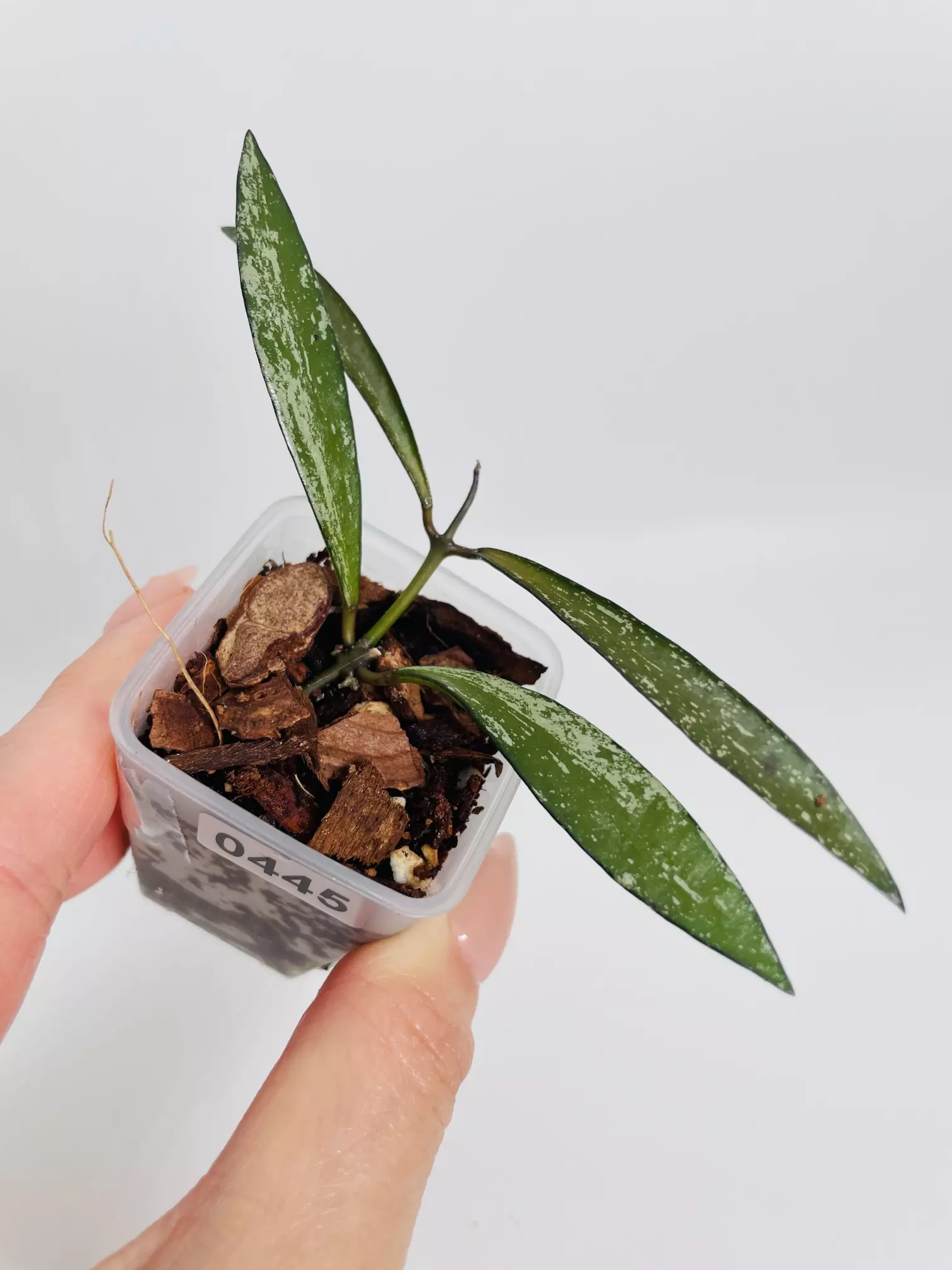 plant/Hoya Bamboo Silver-0