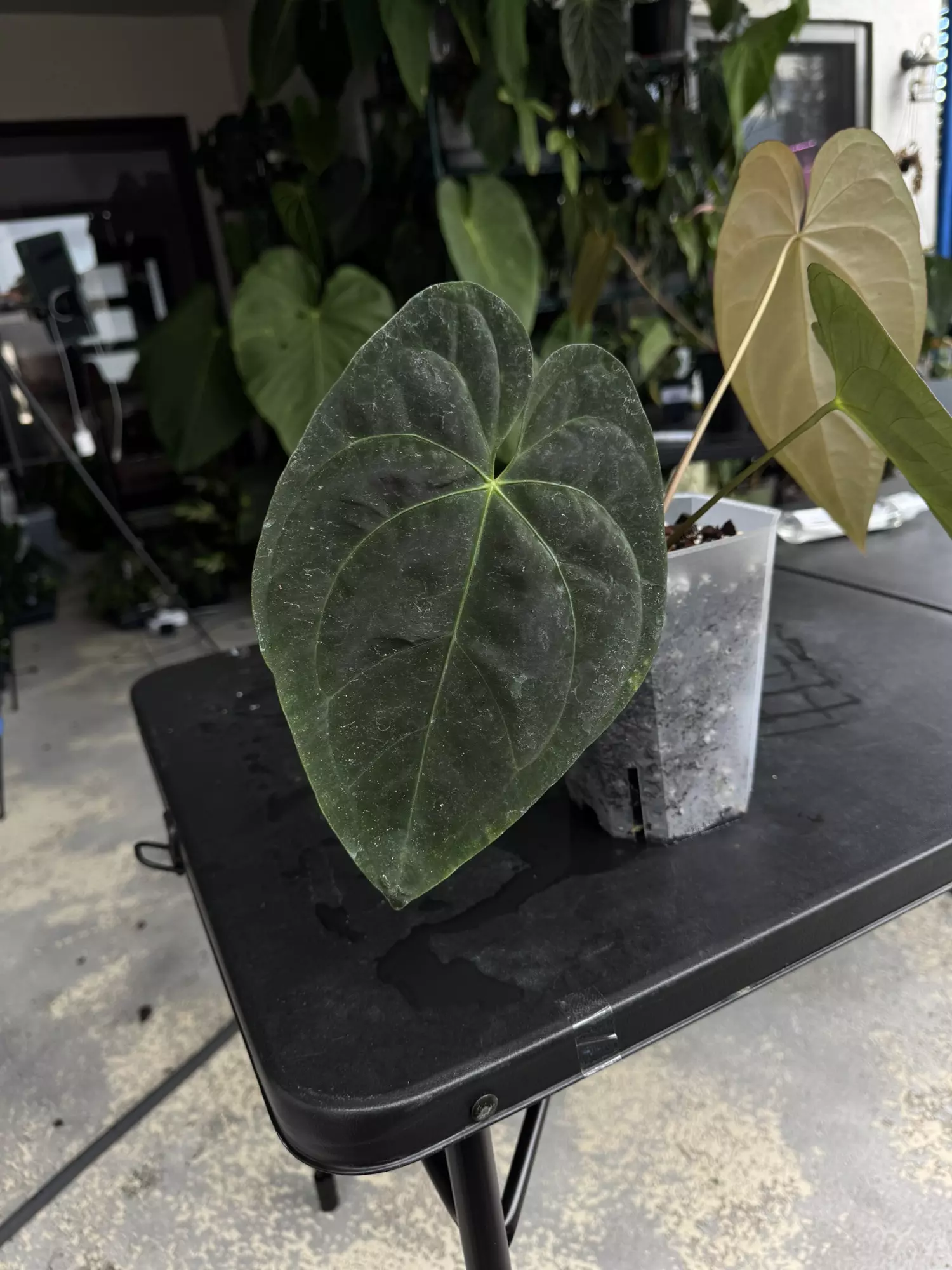 plant/Anthurium Wuhoo First Night  x RC Port-1