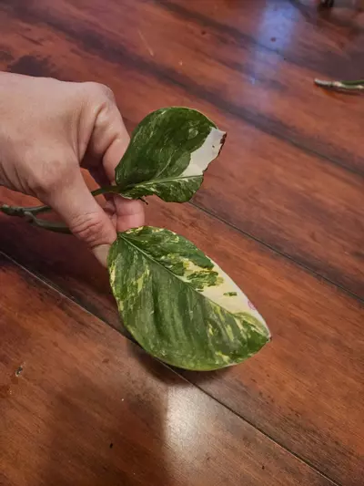 plant/Monstera Laniata Variegated Mid Cut-0-thumbnail