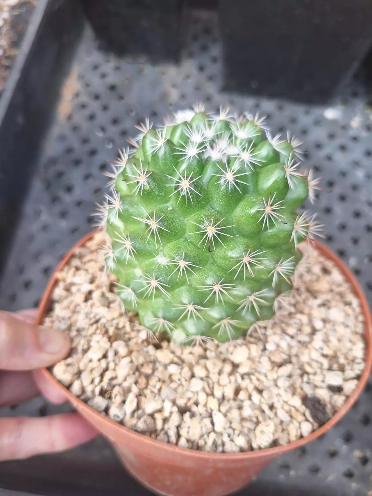 plant/Mammillaria beneckii in 6"-0