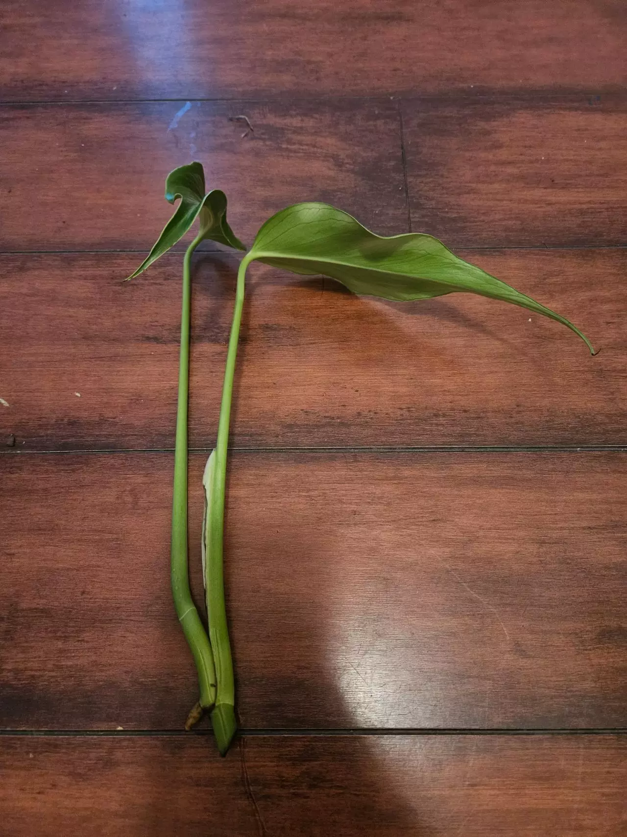 plant/Burle Marx Flame Top Cut FRESH-1