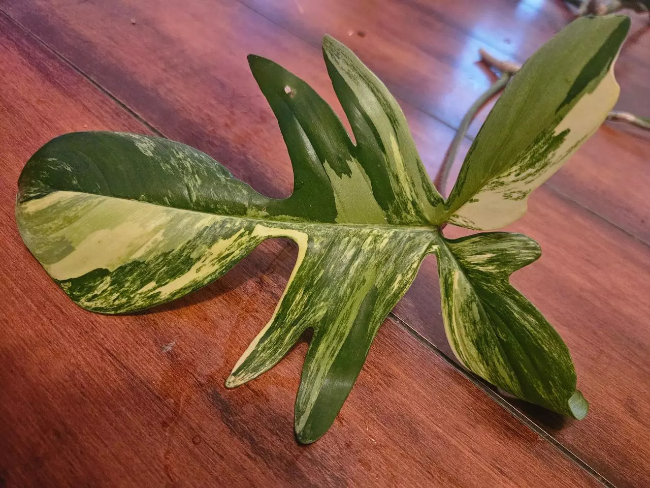 plant/FL Beauty Mid Cut-0