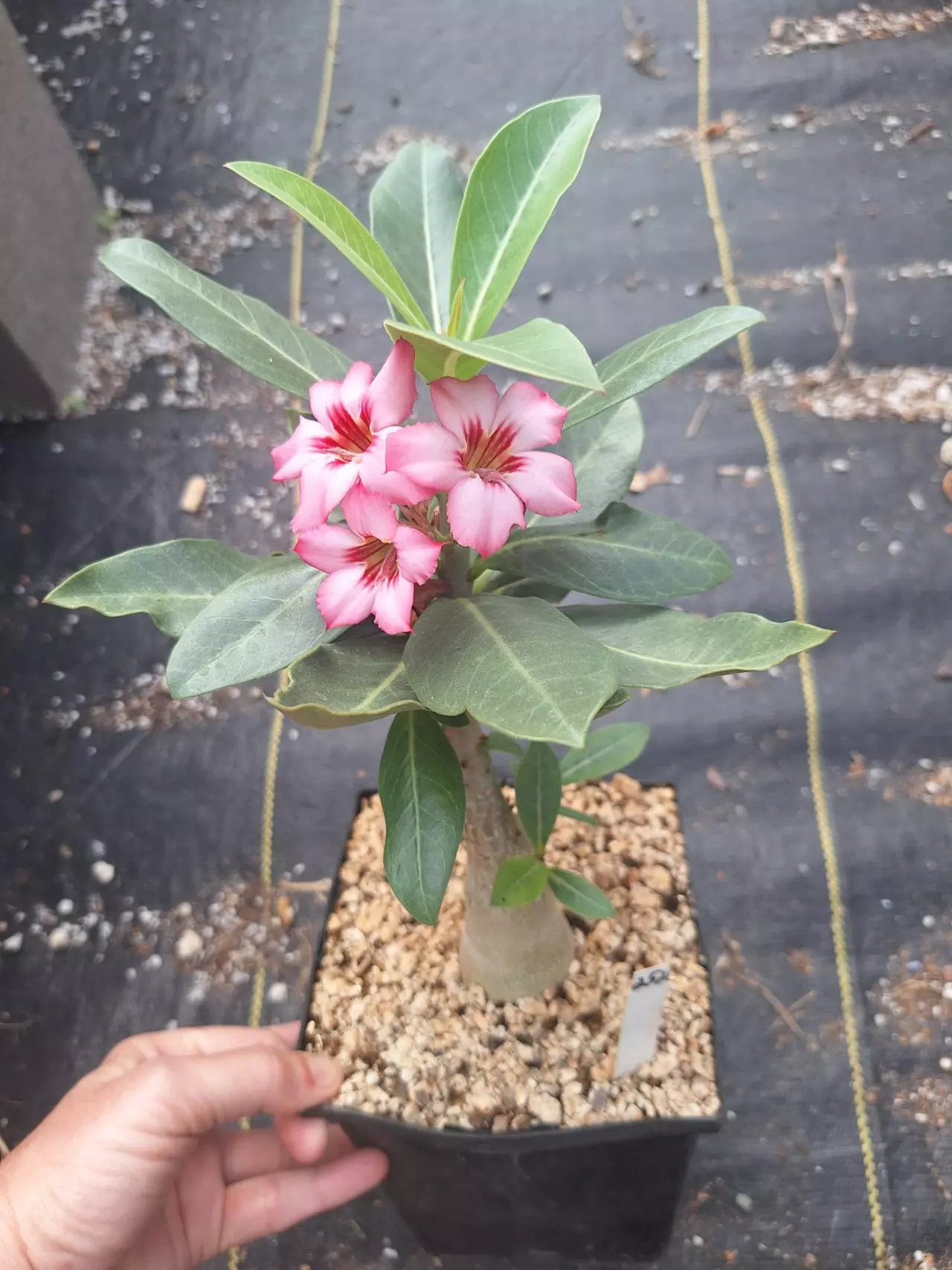 plant/252. Adenium arabicum hybrid in 1 gallon-0
