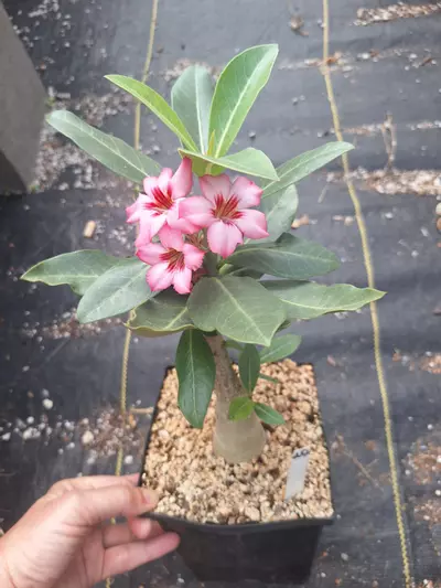 plant/252. Adenium arabicum hybrid in 1 gallon-0-thumbnail