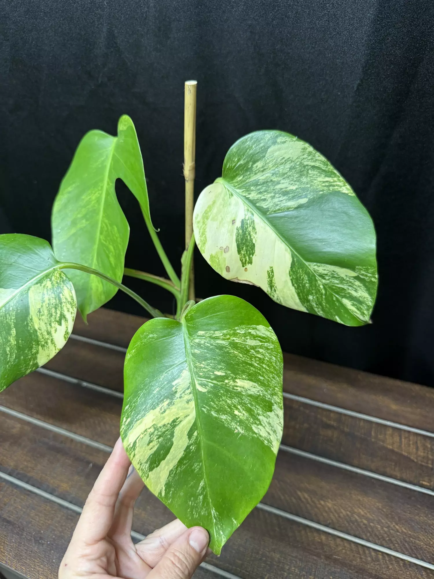 plant/Monstera Aurea-1