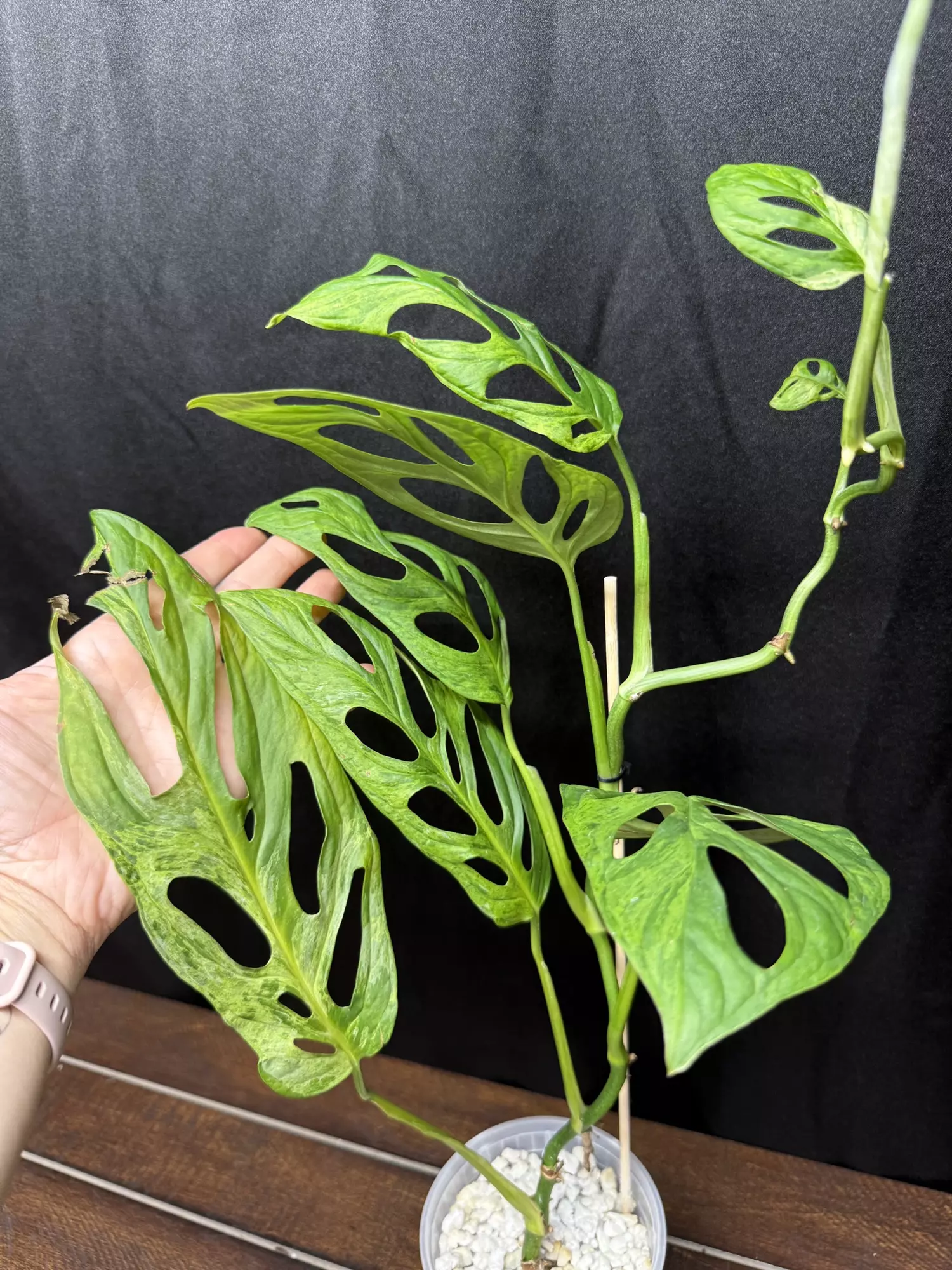 plant/Monstera Adansonii Indo Mint-0