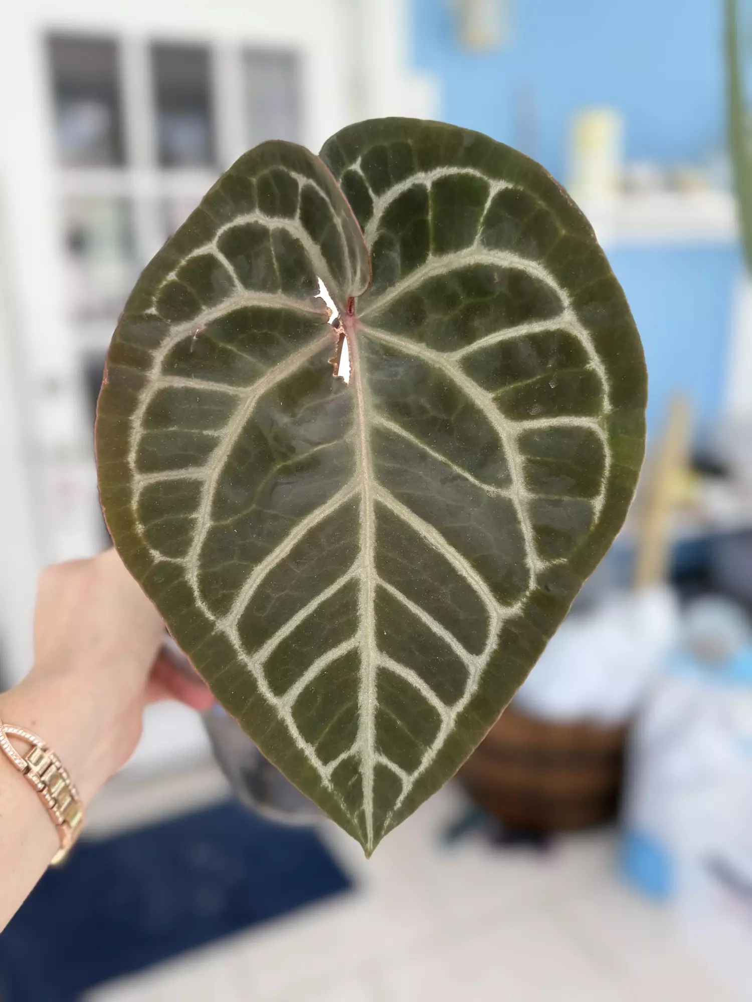 plant/Pink lemonade x self-0