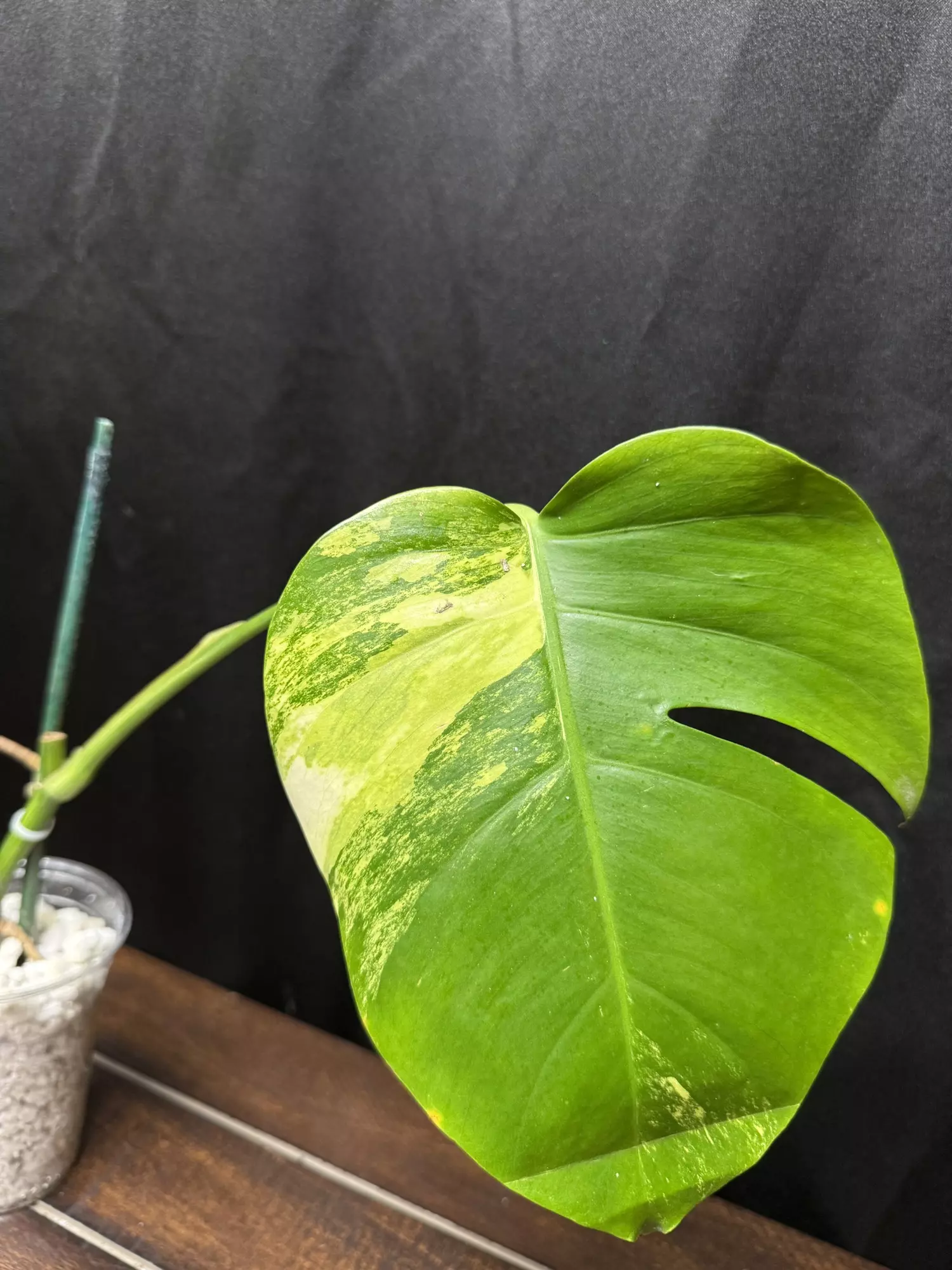 plant/Monstera Aurea-1