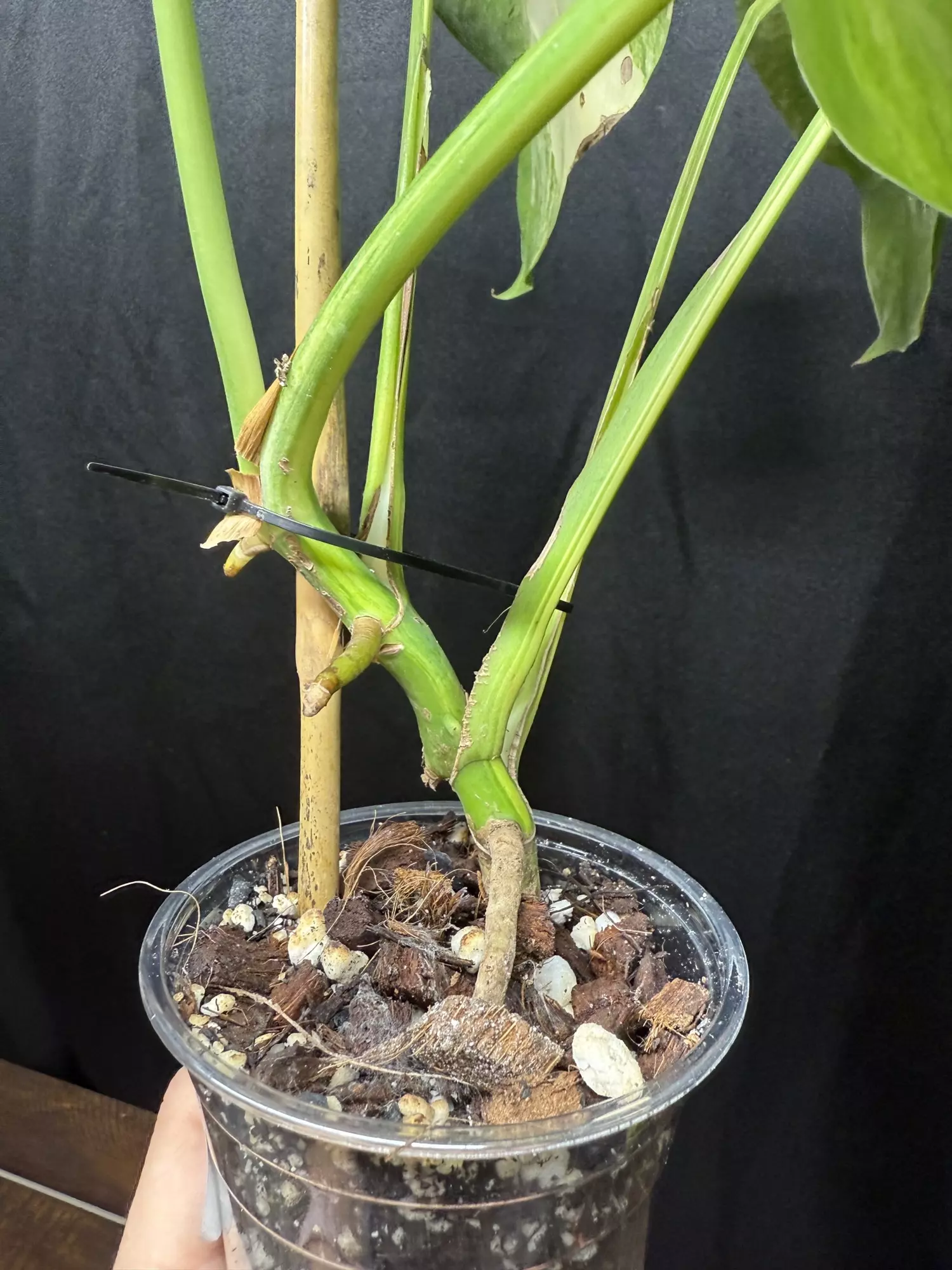 plant/Monstera Aurea-3