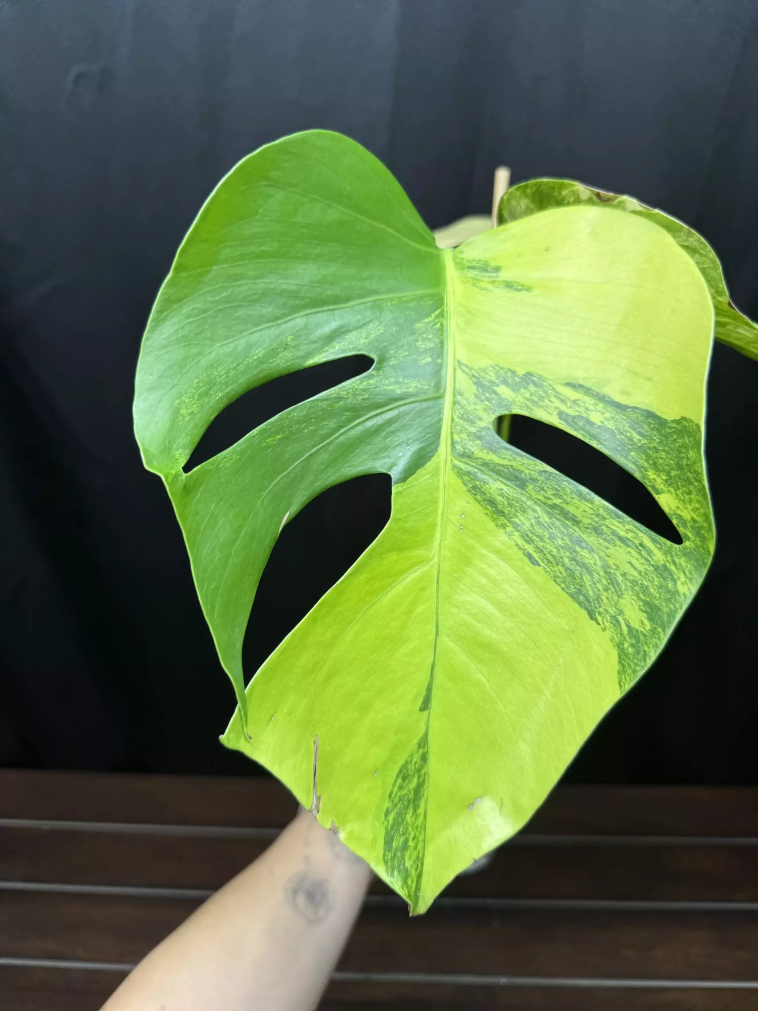 plant/Monstera Aurea AR80-2