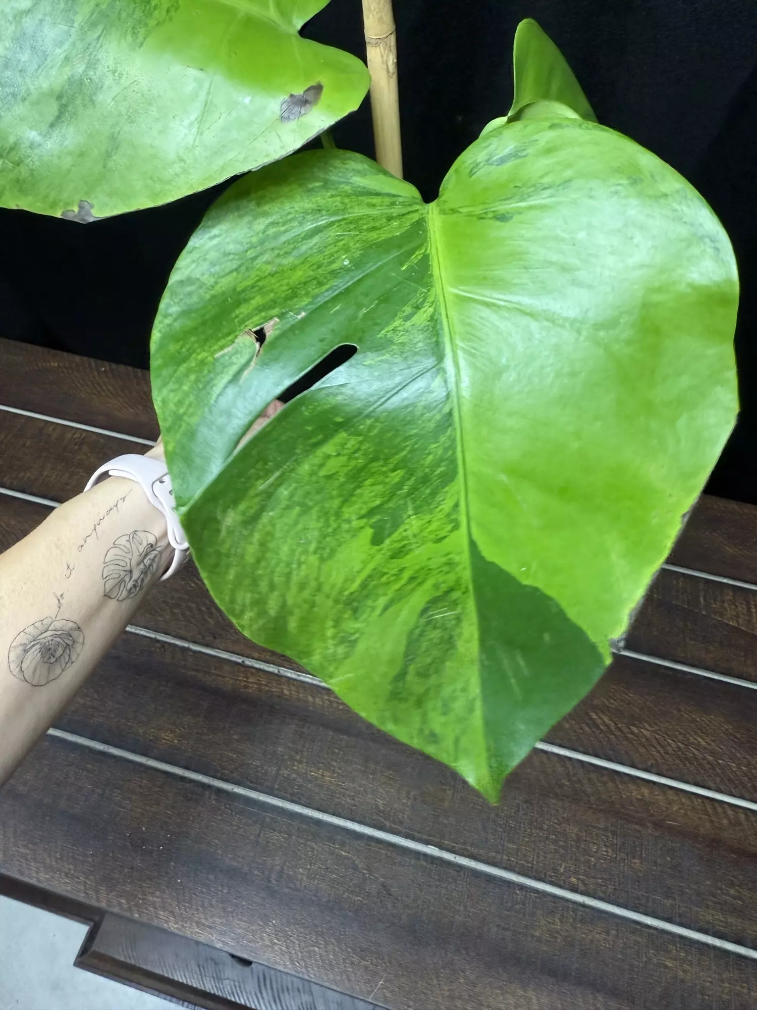 plant/Monstera Green on Green-1