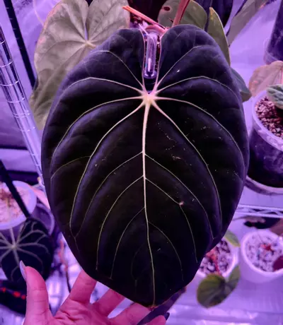 plant/Exact seedling (Carla x BVEP) x purple crystal-2-thumbnail