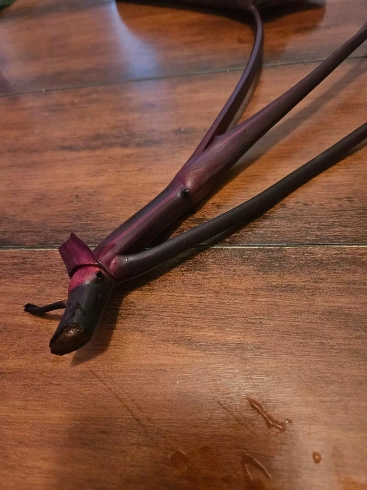 plant/Mature Orange Princess Var Top Cut with FL Ghost Cut-4