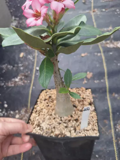 plant/252. Adenium arabicum hybrid in 1 gallon-1-thumbnail
