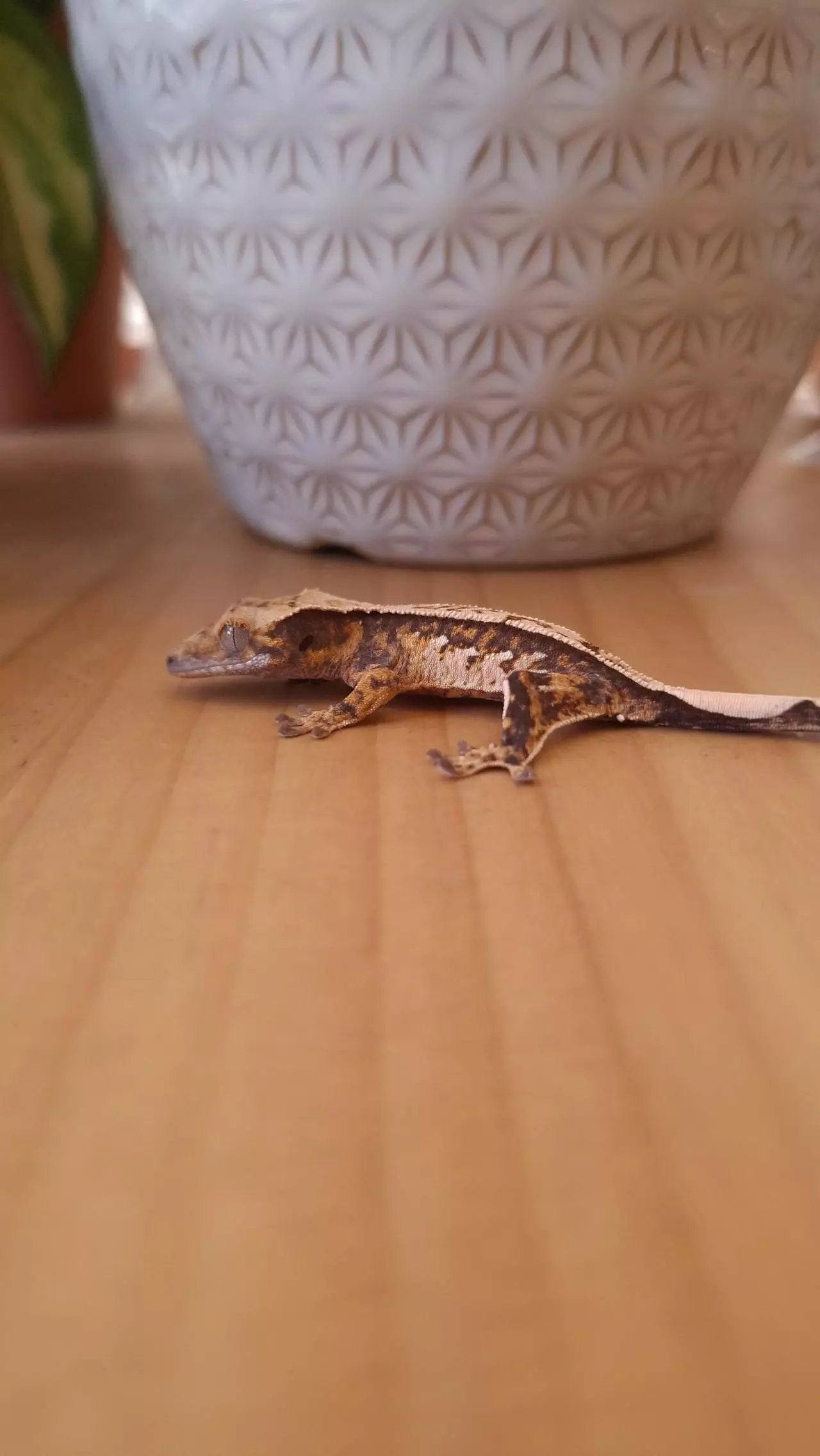 plant/Aubergine - Crested gecko-0