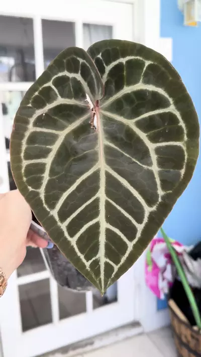 plant/Pink lemonade x self-1-thumbnail