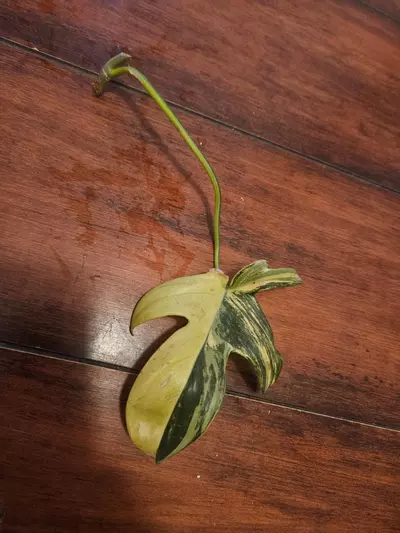 plant/Variegated Pedatum Mid Cut-0-thumbnail