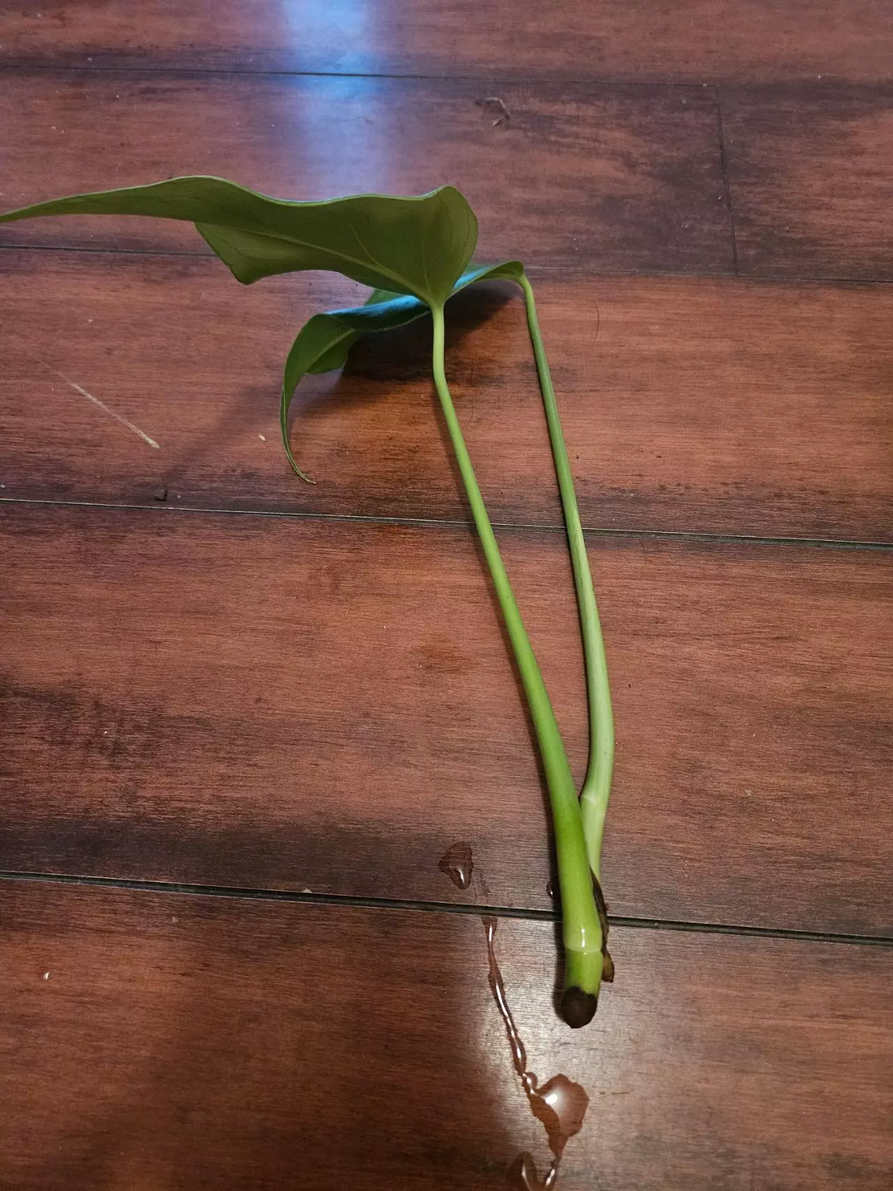 plant/Burle Marx Flame Top Cut FRESH-2