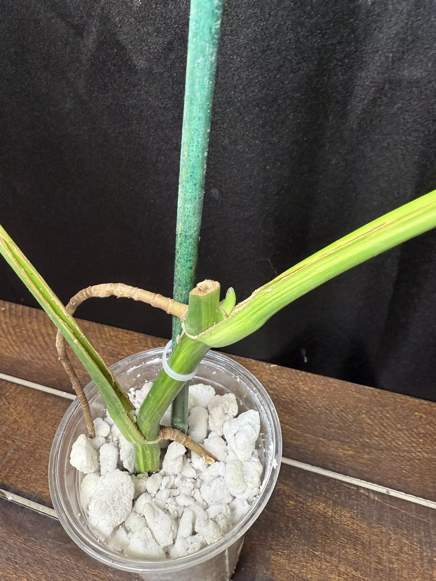 plant/Monstera Aurea-2