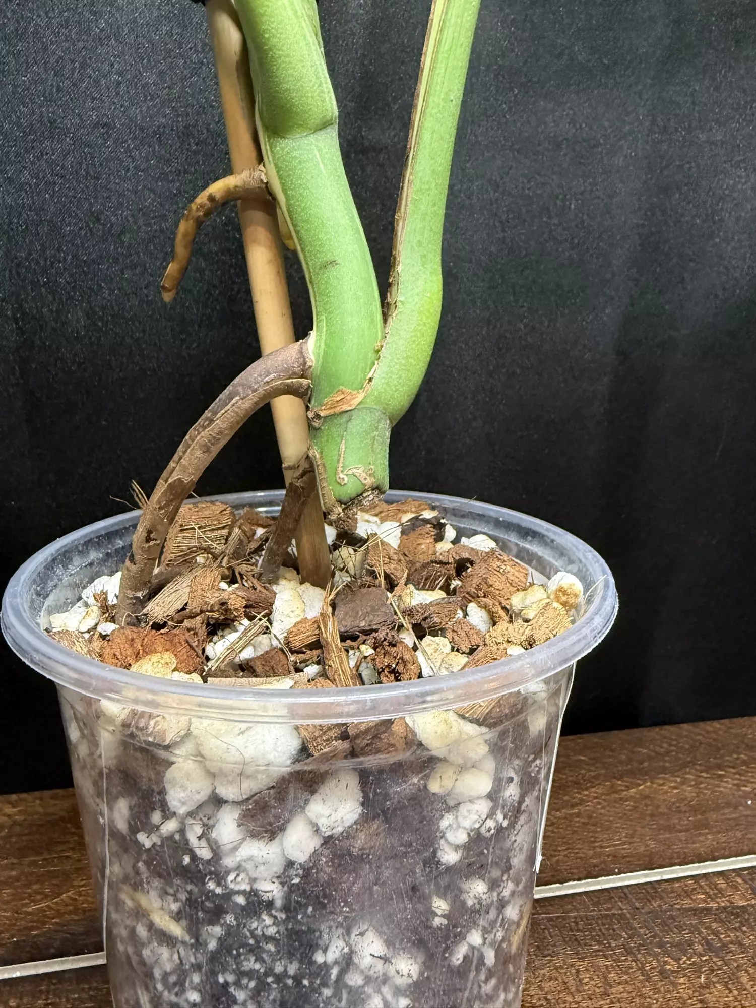 plant/Monstera Albo-3