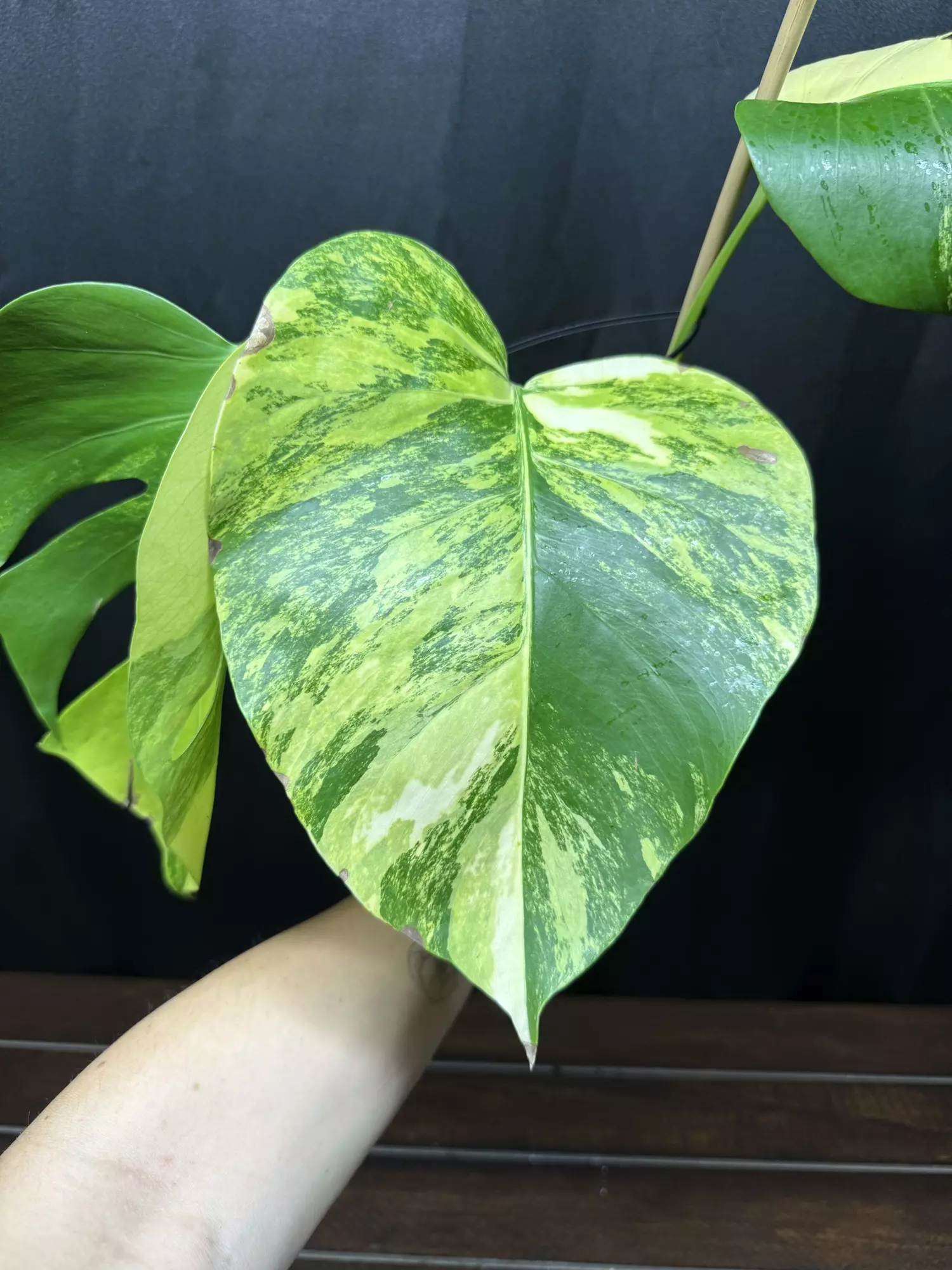 plant/Monstera Aurea AR80-1