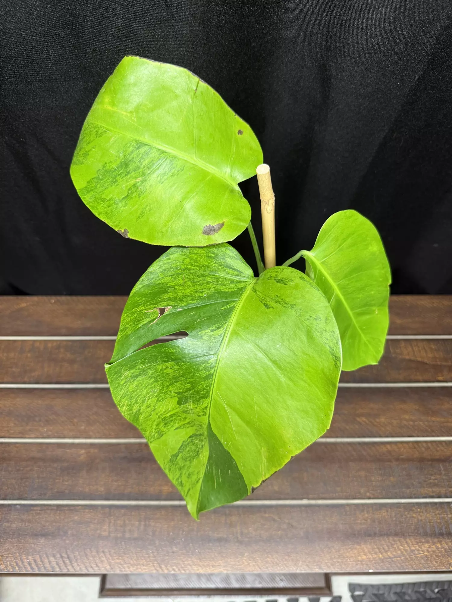 plant/Monstera Green on Green-0