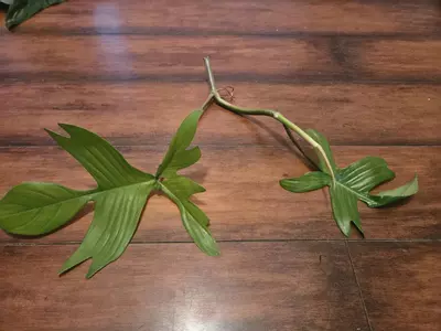 plant/Mature Orange Princess Var Top Cut with FL Ghost Cut-3-thumbnail