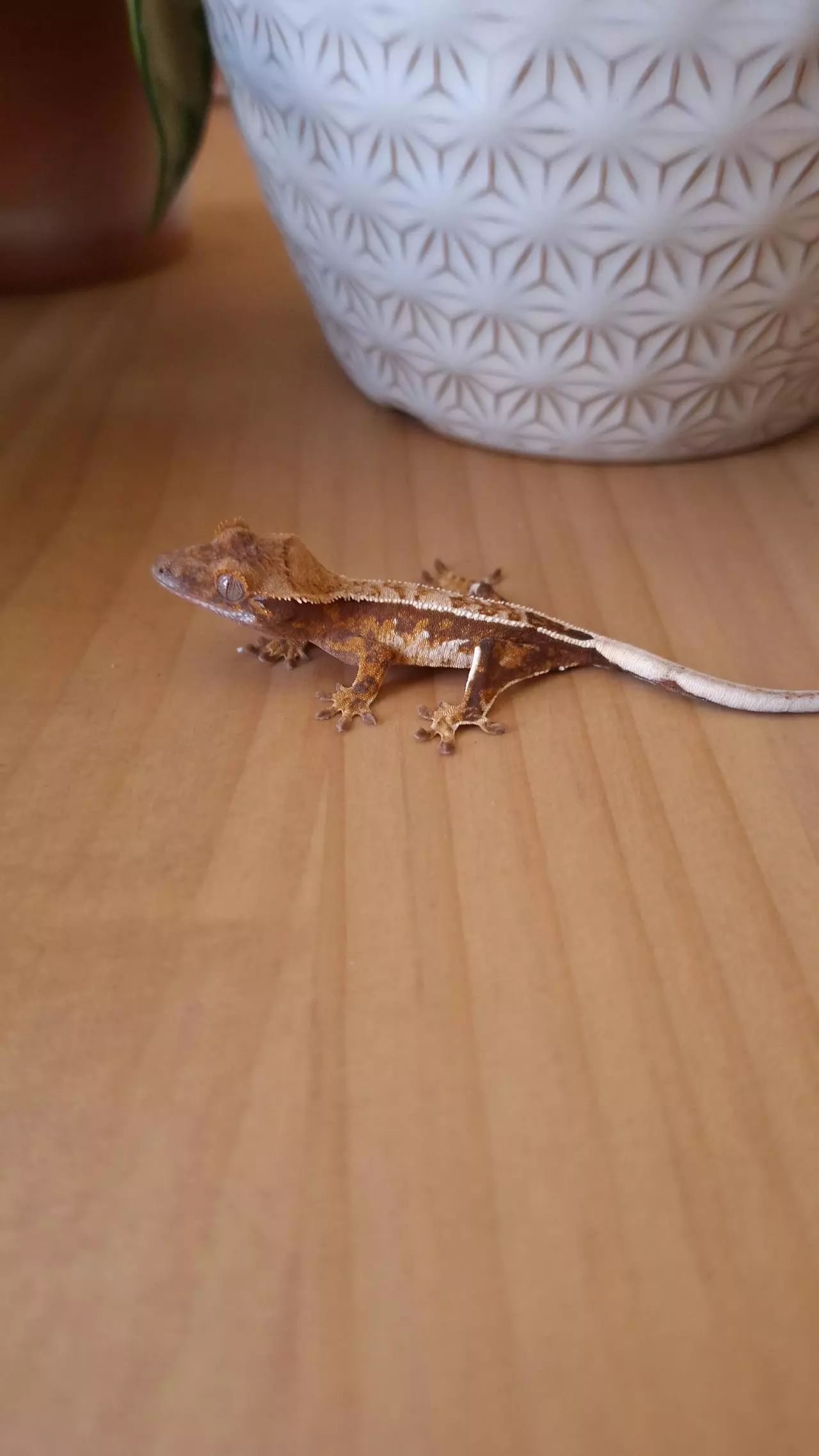 plant/Berry - Crested gecko, high potential!-0