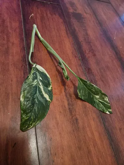 plant/Monstera Laniata Variegated Top Cut-0-thumbnail