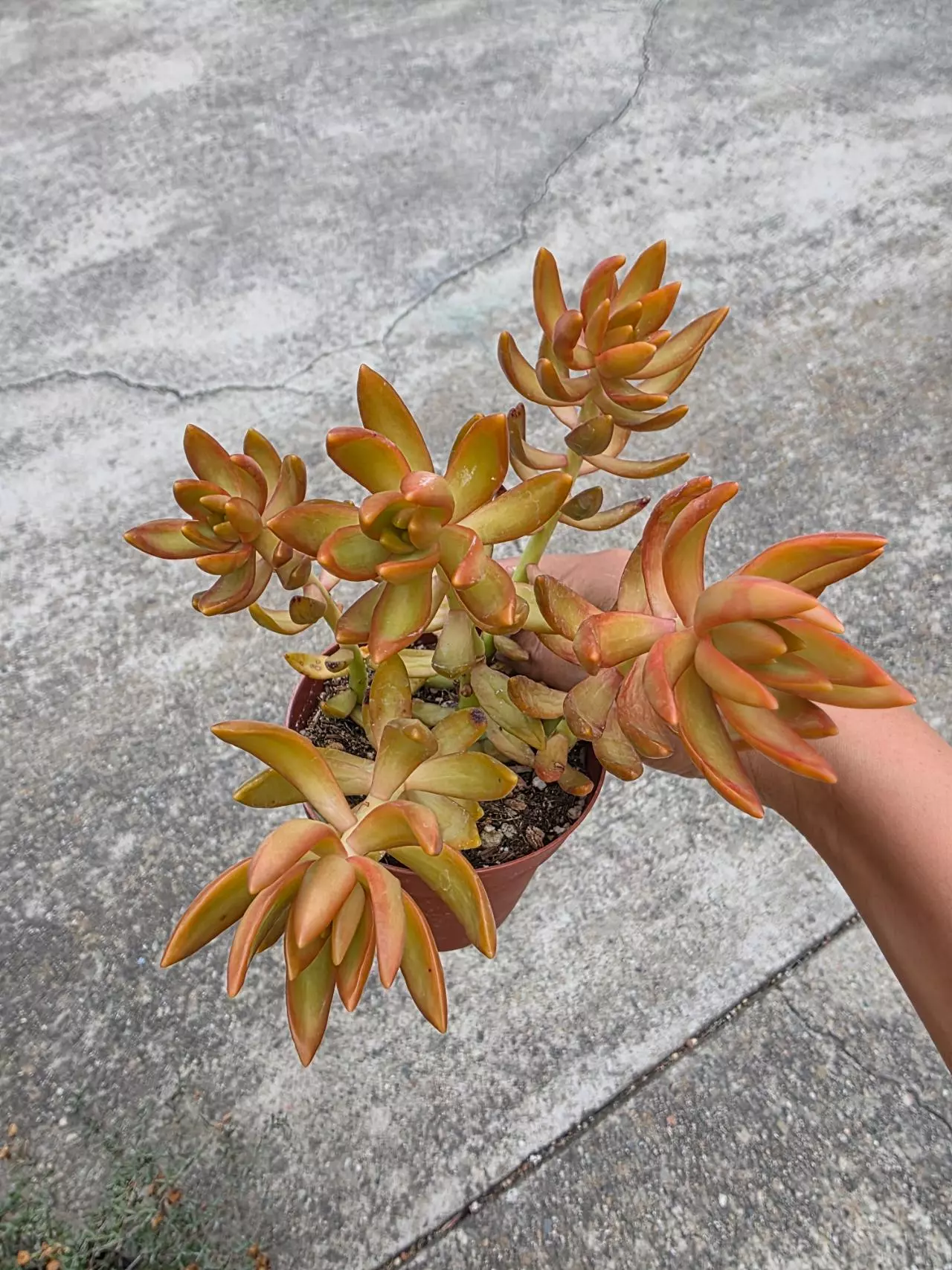 plant/4inch-0