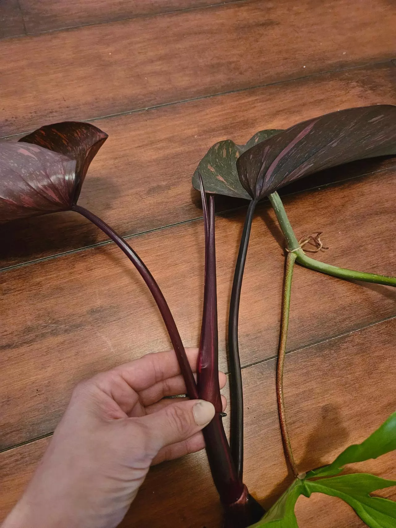 plant/Mature Orange Princess Var Top Cut with FL Ghost Cut-1