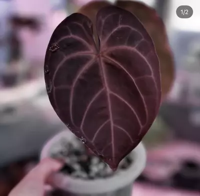 plant/Ace of purple self x RVDP-3-thumbnail