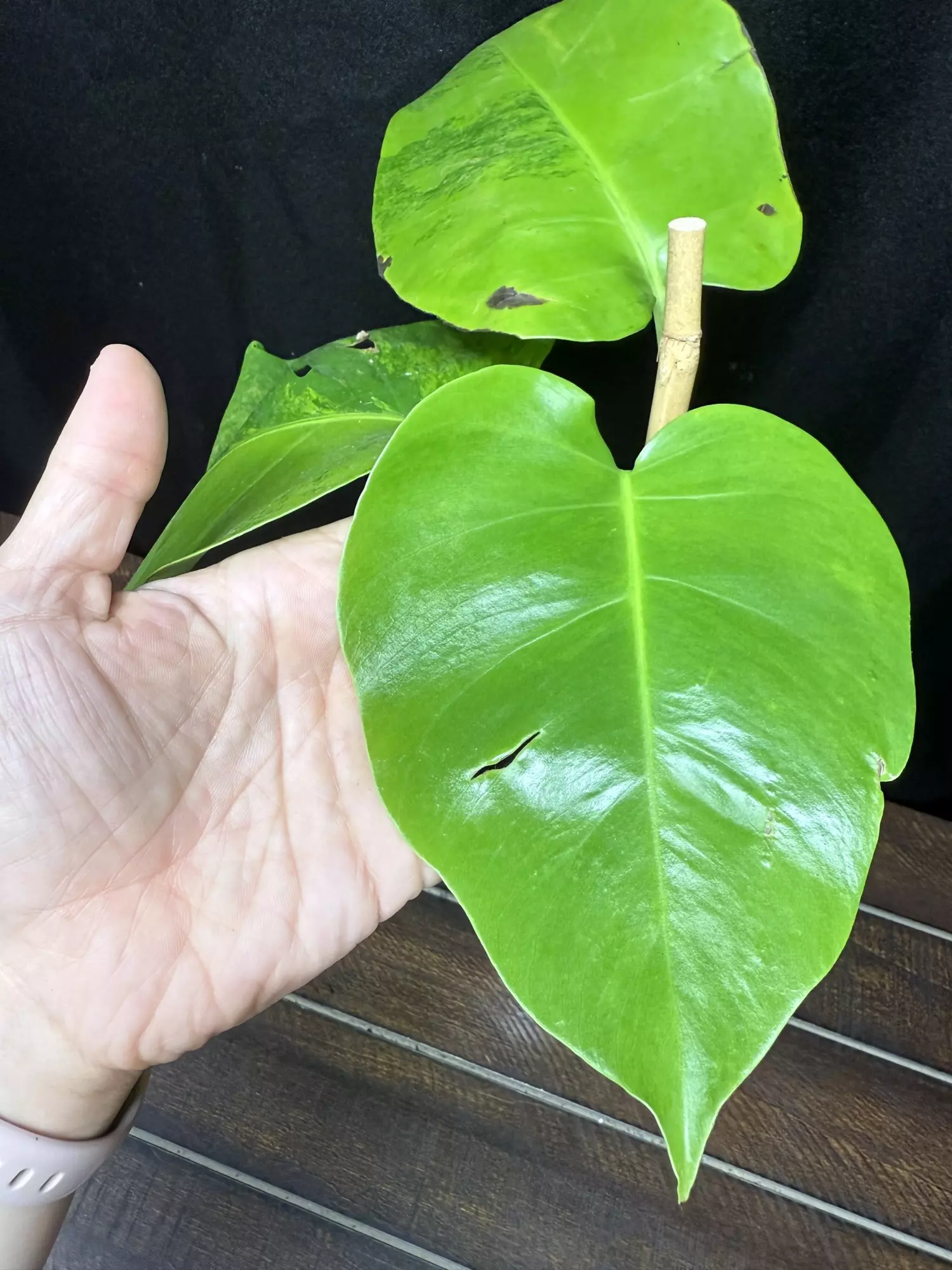 plant/Monstera Green on Green-3