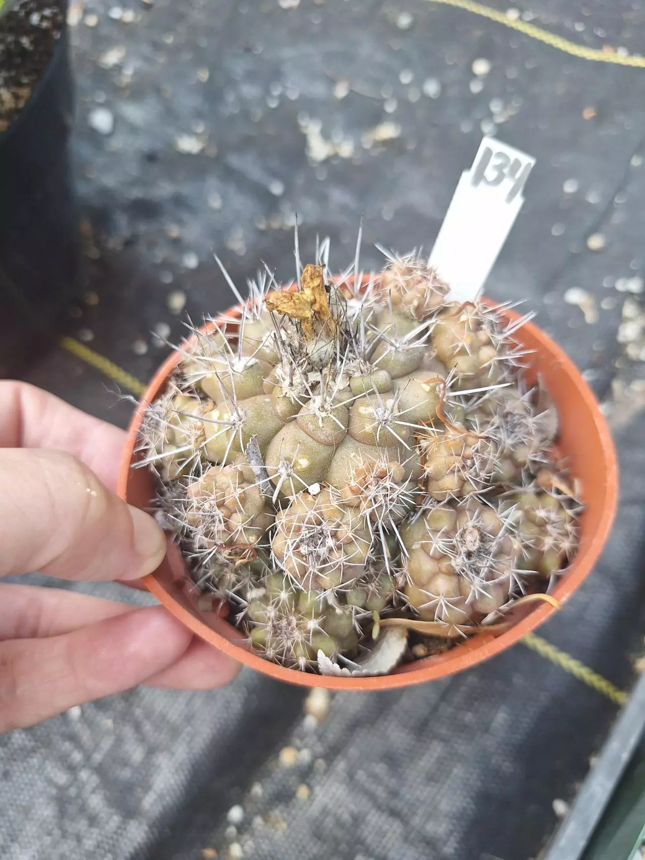plant/134. Copiapoa humilis in 4"-0