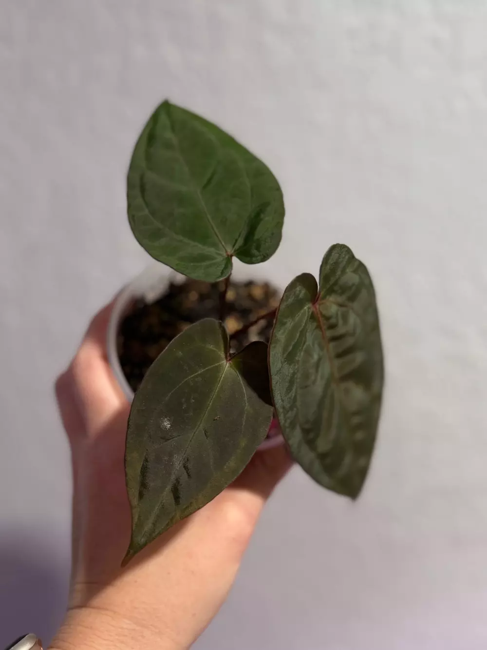 plant/Ace of purple self x RVDP-1