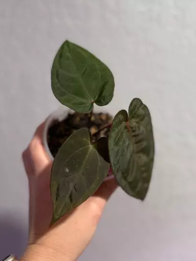 plant/Ace of purple self x RVDP-1-thumbnail