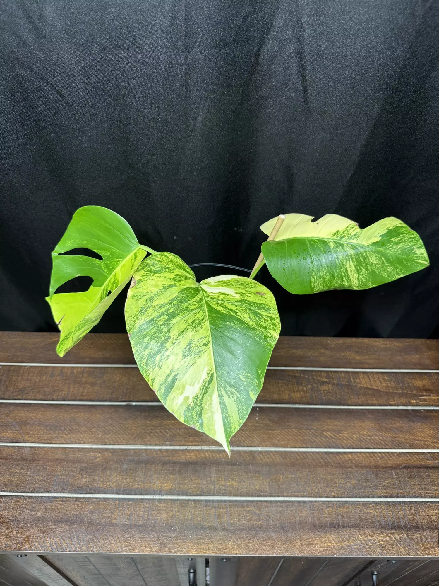 plant/Monstera Aurea AR80-0