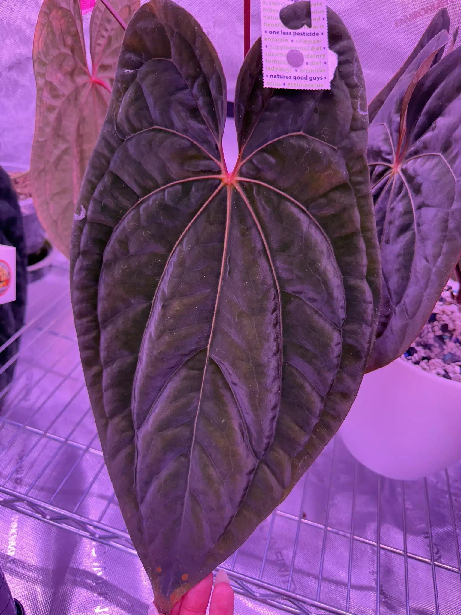 plant/Ace of purple self x RVDP-4