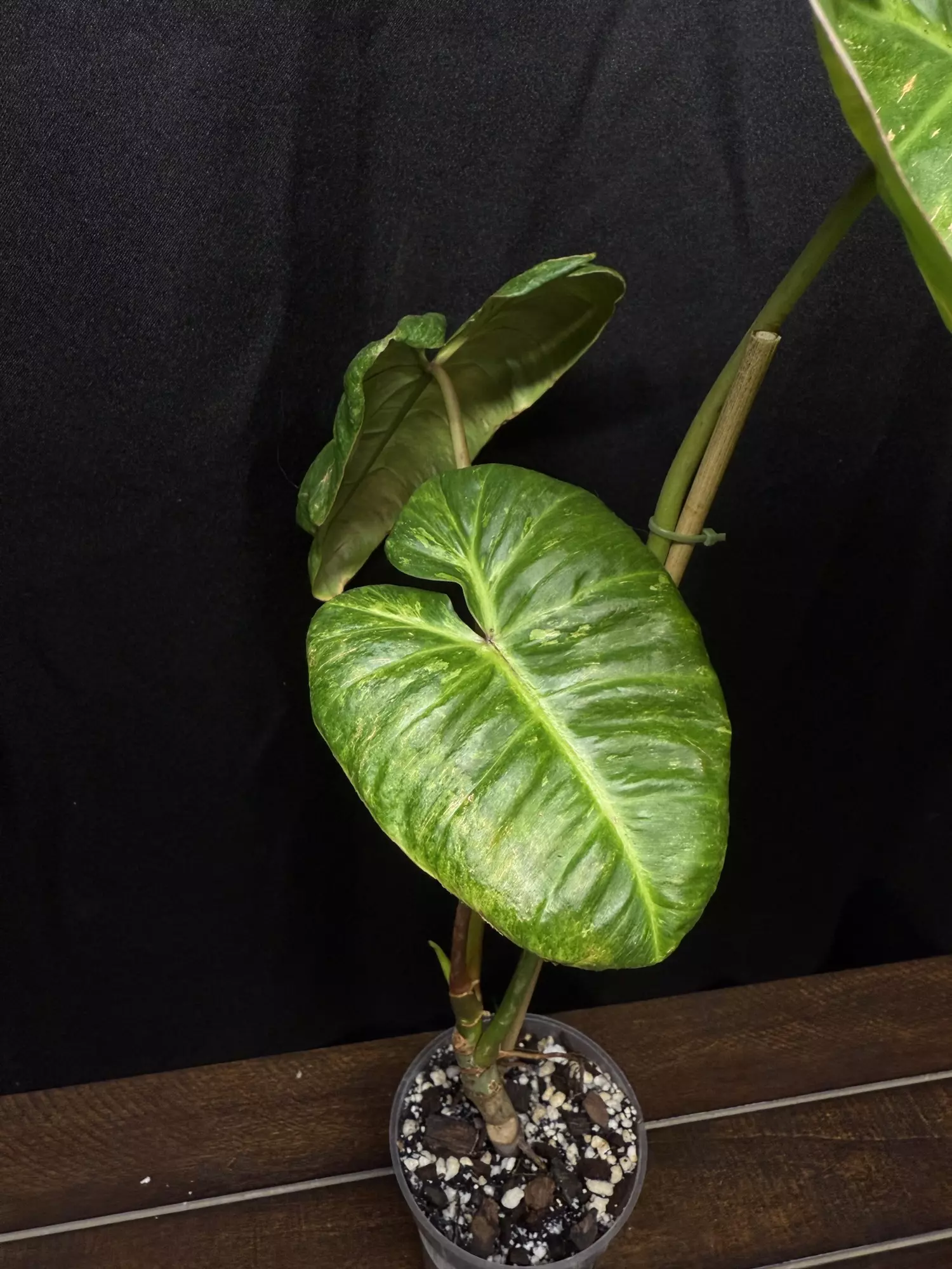 plant/Philodendron El Choco x Var. Billie-0