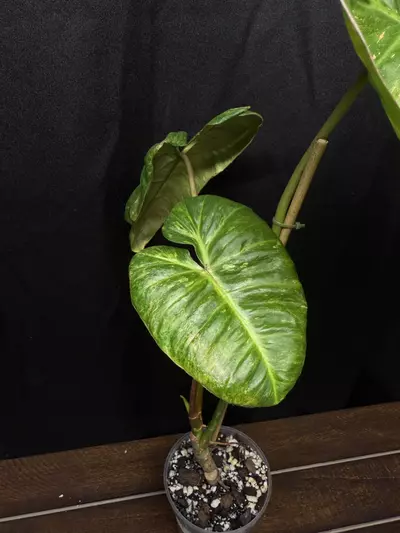 plant/Philodendron El Choco x Var. Billie-0-thumbnail