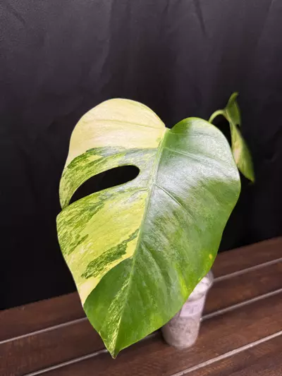 plant/Monstera Aurea-0-thumbnail