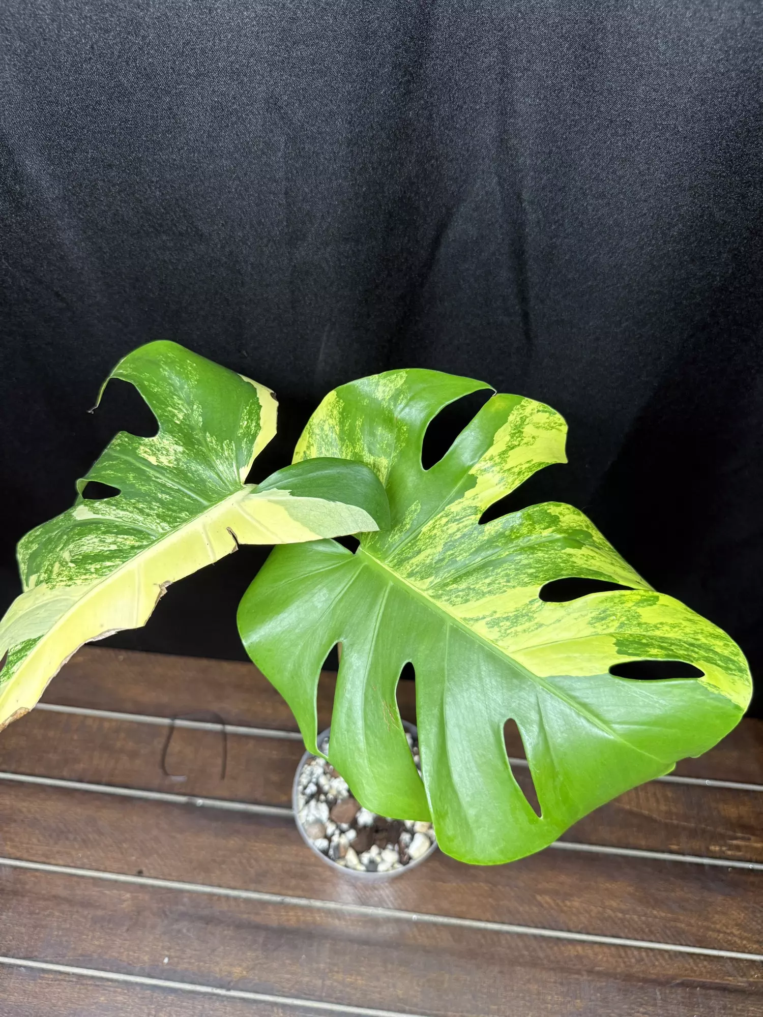 plant/Monstera Pom Pom-0