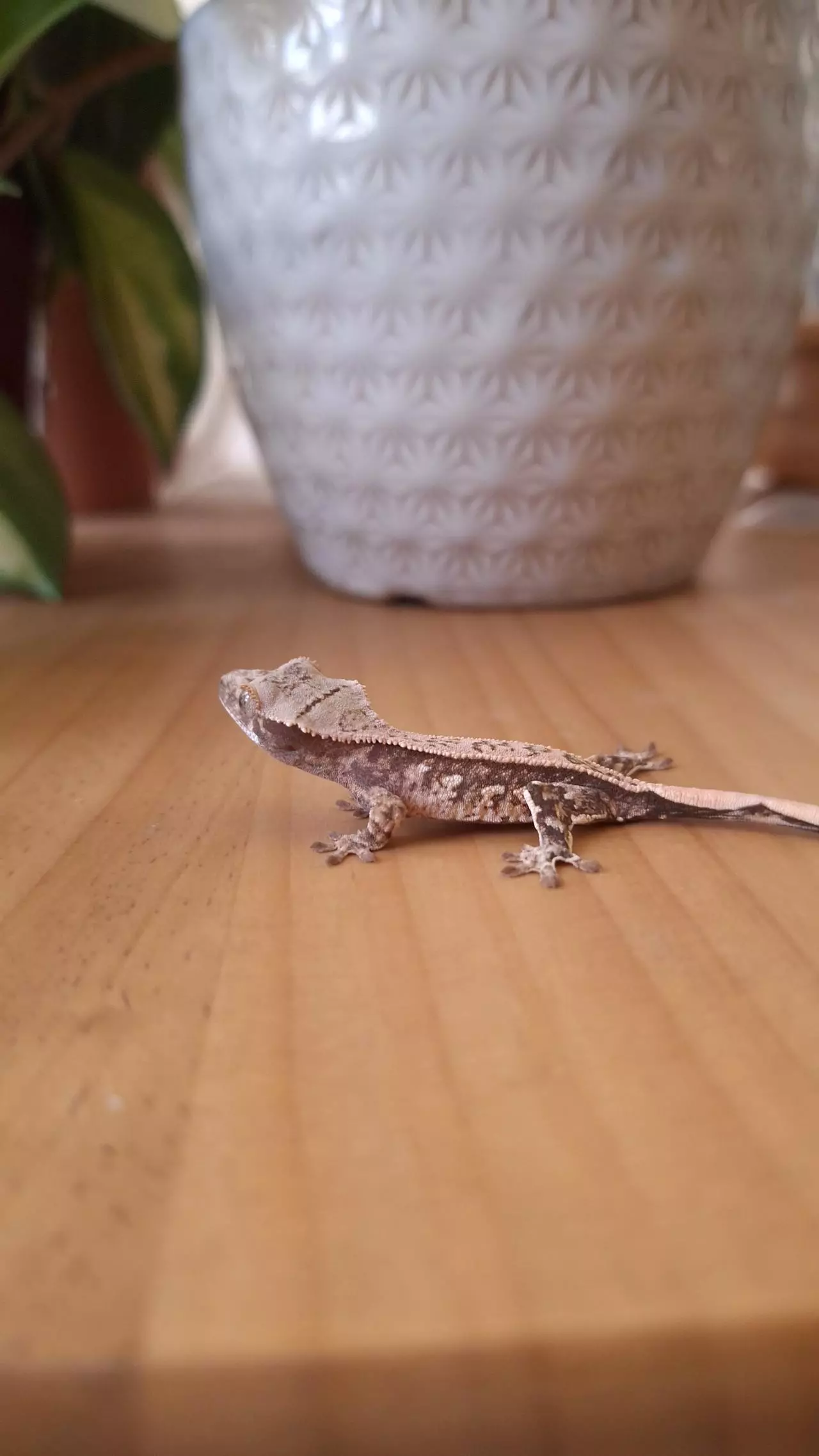 plant/Pepper - Crested gecko, high potential!-0