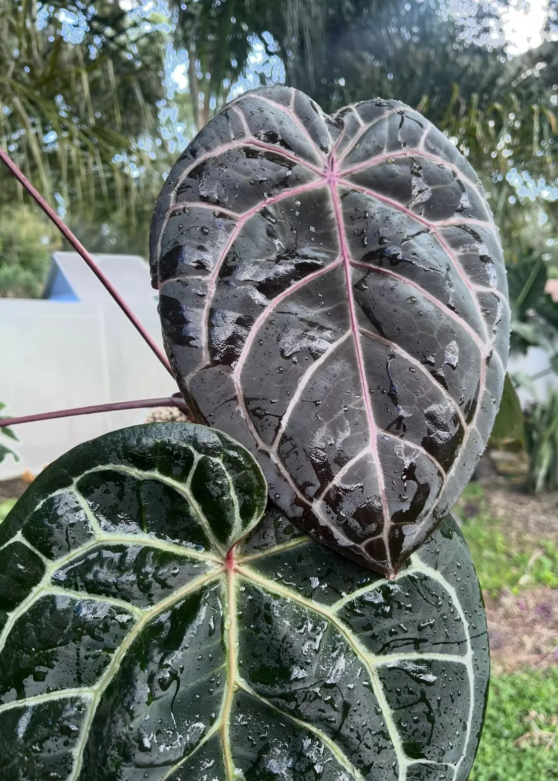 plant/Exact seedling (Carla x BVEP) x purple crystal-3