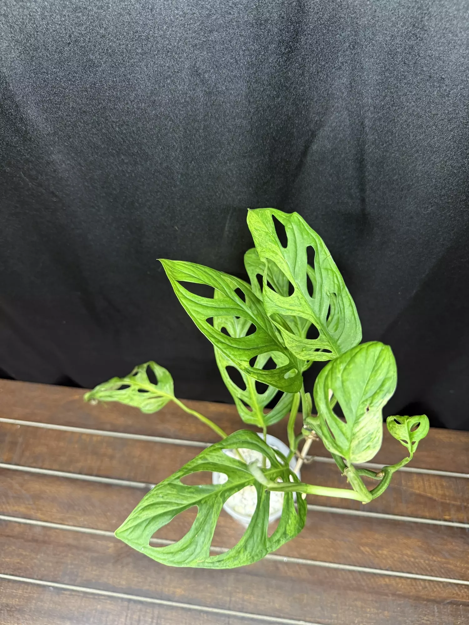 plant/Monstera Adansonii Indo Mint-1