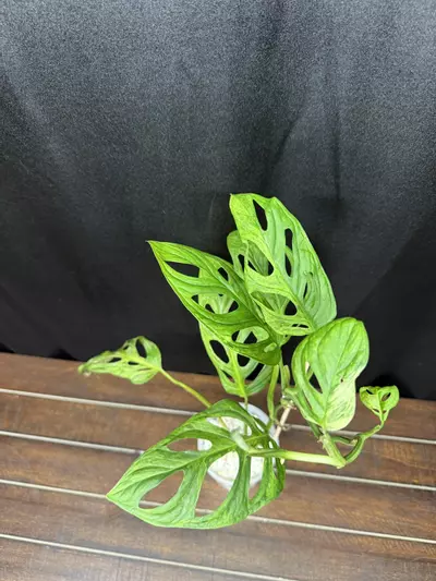 plant/Monstera Adansonii Indo Mint-1-thumbnail