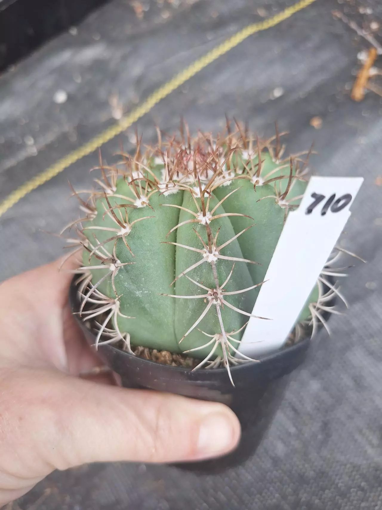 plant/710. Melocactus matanzanus in 3.5"-0