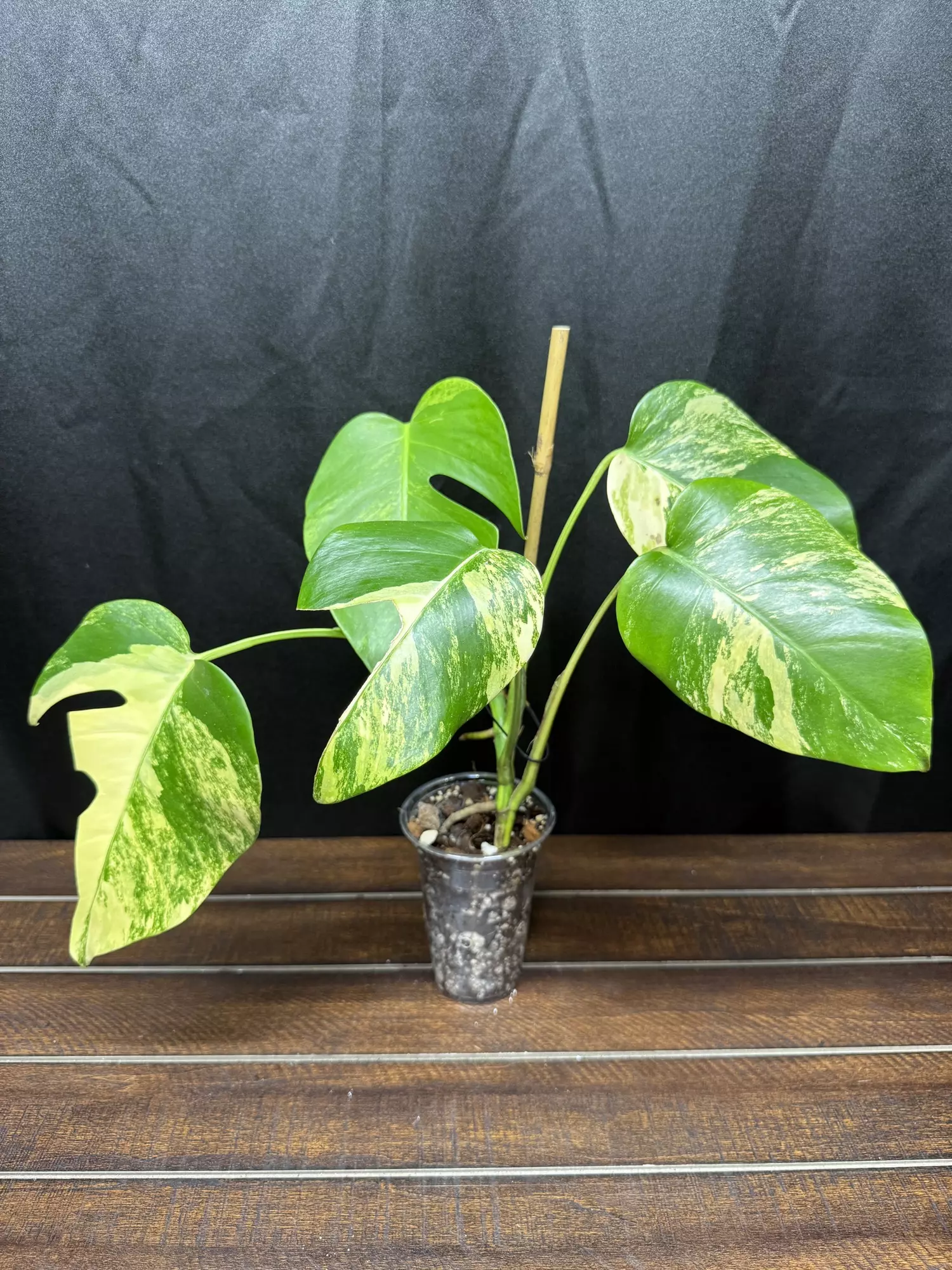 plant/Monstera Aurea-0