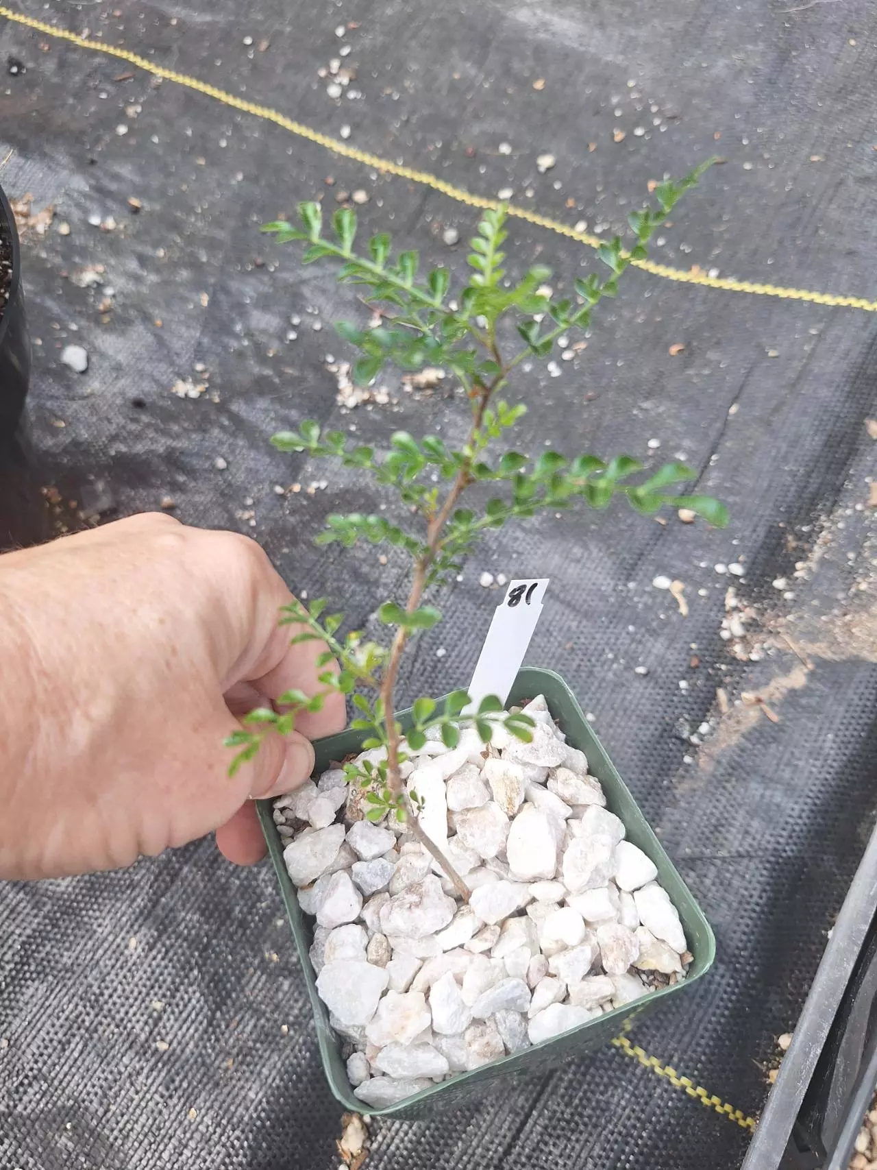 plant/81. Operculicarya decaryi (seed grown) in 4"-0