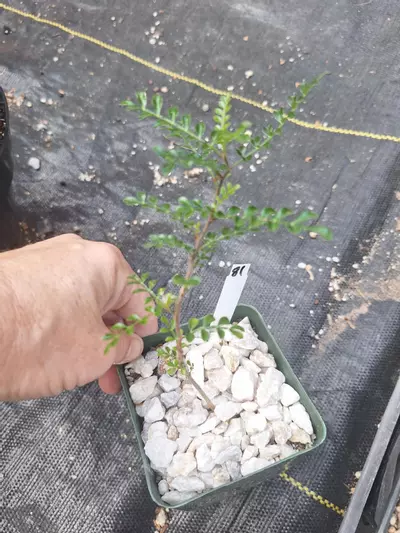 plant/81. Operculicarya decaryi (seed grown) in 4"-0-thumbnail